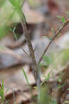 Apalachicola false rosemary